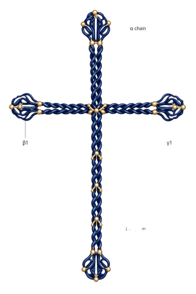 Laminin protein molecule rendered in its characteristic cruciform structure, with the α chain at top, β1 and β2 short arms extending laterally, and the long coiled-coil arm descending