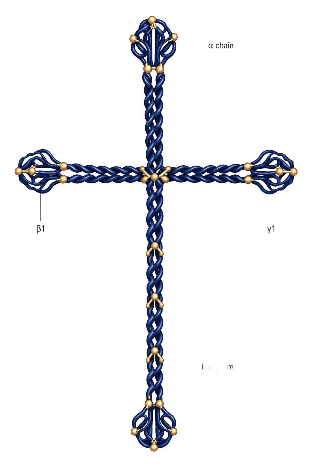 Laminin protein molecule rendered in its characteristic cruciform structure, with the α chain at top, β1 and β2 short arms extending laterally, and the long coiled-coil arm descending